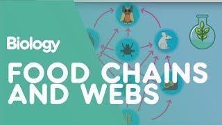 Food Chains & Food Webs | Ecology & Environment | Biology | FuseSchool