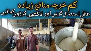 How to start low Cost investment dairy farming in Pakistan | Biggest Buffalow Daily Farming Business