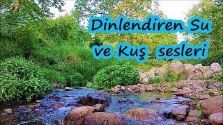 DİNLENDİRİCİ DERE SESİ. Kuş, Su, Bülbül, Orman Nehir Irmak Doğa Sesleri.  Meditasyon Uyku Fon Müzik.