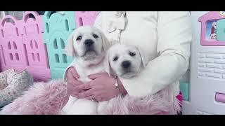 White Lab puppies - Uncut version