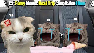 Cat Funny Memes Road Trip Compilation 1 Hour