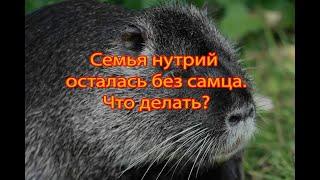 ВЗРОСЛАЯ СЕМЬЯ НУТРИЙ ОСТАЛАСЬ БЕЗ САМЦА. Что делать?