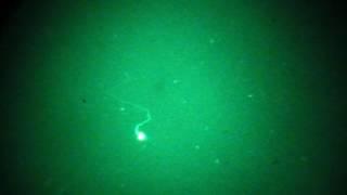 November 2016 UFO -SSP-Orb-UAP-Ovni-Night Vision Capture -