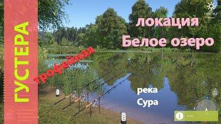 Русская рыбалка 4 - река Сура - Густера трофейная в озерце