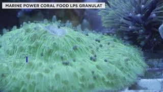 Tropical Marine Power Coral Food LPS Granules