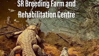 Crocodile enjoying his food /SR Breeding Farm