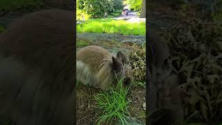 #lionheadrabbit #rabbit #bunny #lionheadrabbit #bunny #rabbit