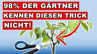 GROW LOTS OF TOMATOES (WITHOUT GROW LIGHTS) 98% OF GARDENERS DON'T KNOW THIS METHOD!