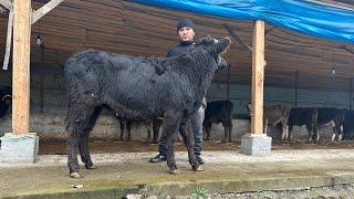 AZIZBEKAKA YOSH BUQACHALARNI TEKIN NARXDA QILiB YUBORDI SHOSHLING