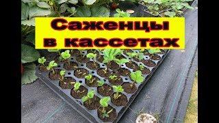 Саженцы клубники Альбион в кассетах