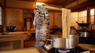 A cat chef makes Udon Noodles.【Healing kitty】