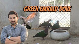 Green Emrald Dove || Crested Dove and parrots || viralpets