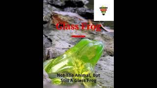 Legendary Random Facts about The Glass Frog! #shorts