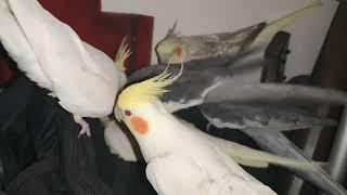 Cockatiel Sex