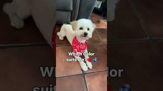 I’m team Blue #maltipoo #puppy #viral #puppiesoftiktok #adorable  #cute #prettylittlebaby