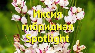 Иксия гибридная Стоплайт. Краткий обзор, описание характеристик ixia hybrid Spotlight