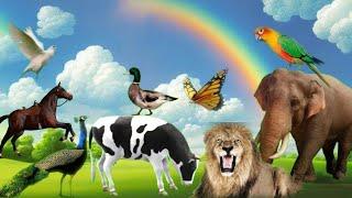 Animals video, sdpolas, পশু পাখির ভিডিও | Deer, Cow, Lion etc...