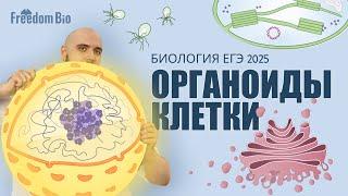 ОРГАНОИДЫ КЛЕТКИ |Общая биология |ЕГЭ БИОЛОГИЯ 2025|Freedom|