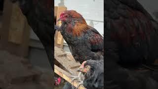 ROOSTER  #rooster  #hen  #chicken  #crowing  #birds #breeds #farm #homestead #shorts