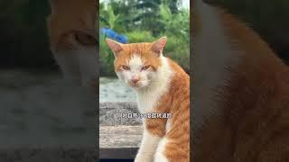 Aboriginal fishing cats by the sea record the cat's daily life, Snack, Snack, Bake Cat Food