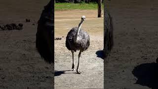 Discover the Mystery of the Ostrich - the Fastest Giant Bird on Earth!"