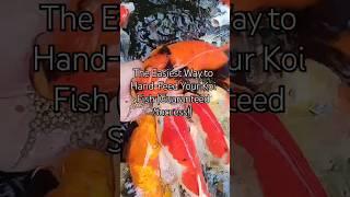 The Easiest Way to Hand-Feed Your Koi Fish (Guaranteed Success!) #japanesekoifish