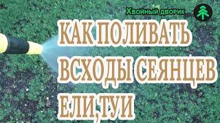 Как поливать всходы сеянцев ели голубой и туи западной колумна!