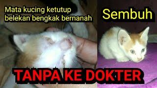 Mata kucing tertutup | Cara mengobati mata kucing tertutup, belekan, bengkak dan bernanah