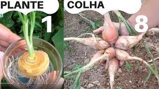 CEBOLA plante 1 COLHA 8 Como plantar cebola