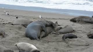 More Elephant Seal Mating