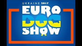 Euro Dog Show 2017, Jack Russell Terrier, Male