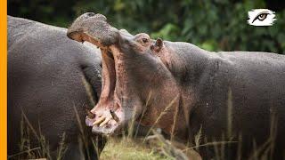 Hippos of Queen Elizabeth National Park, Uganda, Untamed Photography Tours