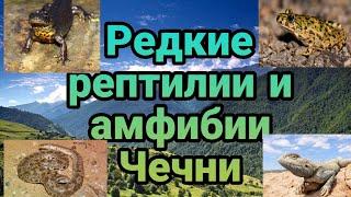 Редкие амфибии и рептилии Чечни, красная книга