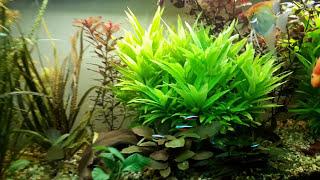 370 l ogolne akwarium low tech