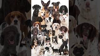 Dog Packs: The Play Activities That Make Them Happy