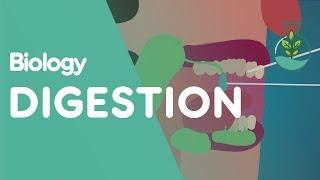 Digestion - What Is It? | Physiology | Biology | FuseSchool