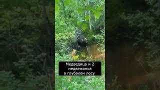 Атака медведя