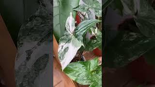 SYNGONIUM PLANT