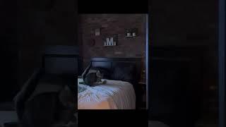 Air Julius: Failure to launch. More Cat Leap Jumping Antics! #CatJump #slowmotion