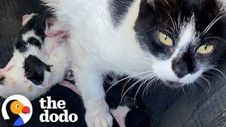 Stray Cat Gives Birth In Woman's Jeep | The Dodo