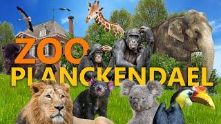 Planckendael - Belgiens Zoo-Geheimtipp! | Zoo-Eindruck