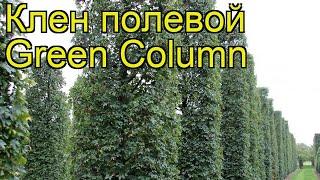 Клен полевой Грин Колумн. Краткий обзор, описание характеристик acer campestre Green Column