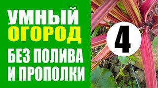 Умный Огород - 4 ч. Урожай 25 сентября. Природное земледелие. Урожайный огород