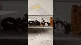 Camponotus ligniperda big ants #ants #colony #terraristik