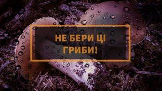 ОТРУЙНІ ЗНАЙОМІ НАМ ГРИБИ #МУХОМОРИ #БІЛІГРИБИ