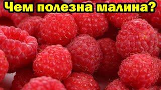 Чем полезна малина для организма человека?