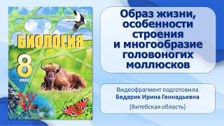 Тип Моллюски. Тема 13. Образ жизни, особенности строения и многообразие головоногих моллюсков