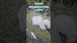 как определить пол у птенца #брестскийаист #животные #stork #брест #природа #аист #birds