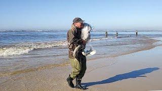 Pescas de tarrafas, 19-07-24, botos, tainhas e robalos, Bico da Pedra, Imbé,RS. #netfishing #seabass