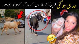 Most funny scenes of qurbani animals  | funny pakistani with qurbani animals